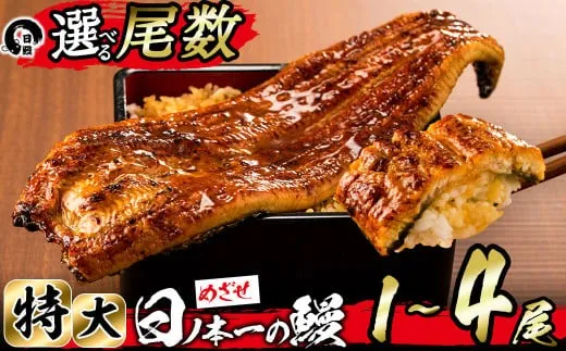 【尾数が選べる！】うなぎ生産量日本一の鹿児島県産！日ノ本一の鰻の蒲焼き＜特大＞1尾～4尾！